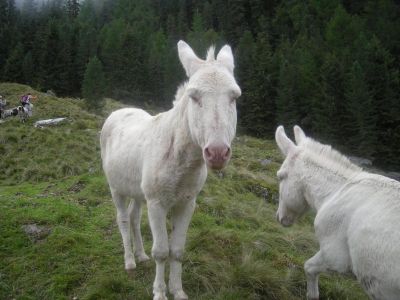 002-Weisse Esel am Pitztaler Almenweg